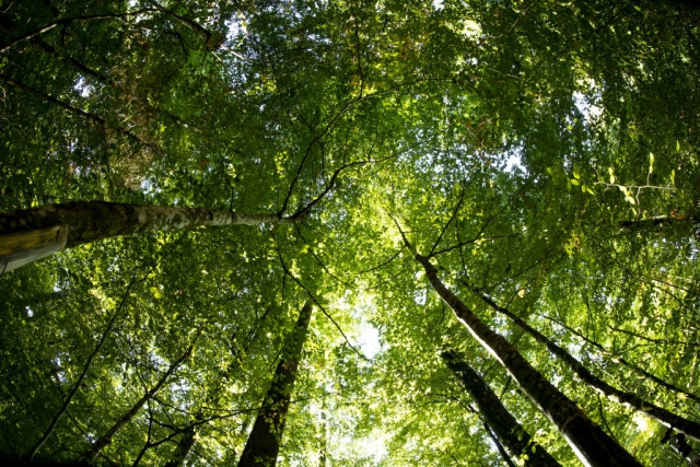 Auf dem weichen Waldboden liegend lausche ich dem Getuschel der alten Riesen, die sich über den Wind in ihren Kronen gut behütete Geheimnisse zuflüstern.